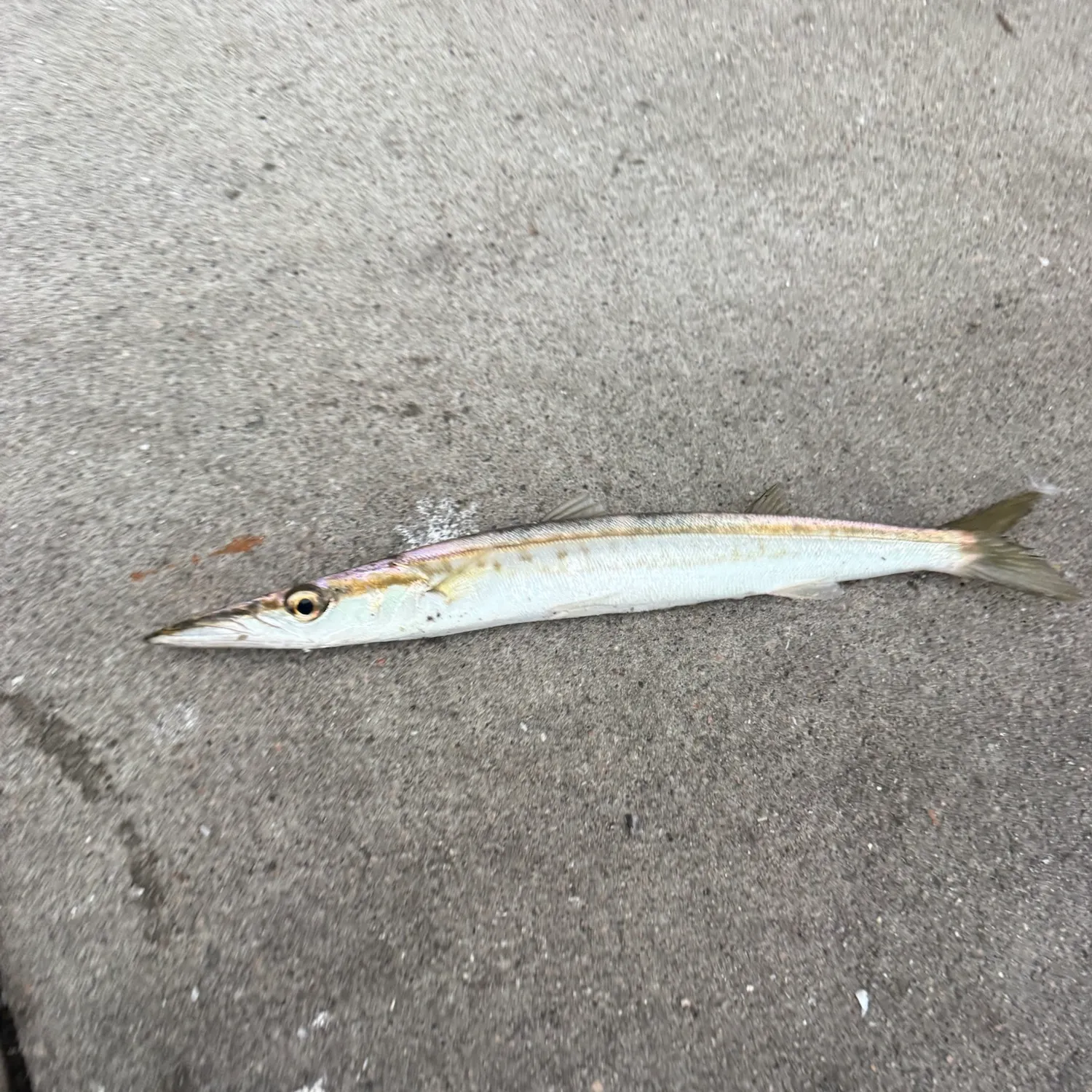 The most recent Northern sennet catches on Fishbrain