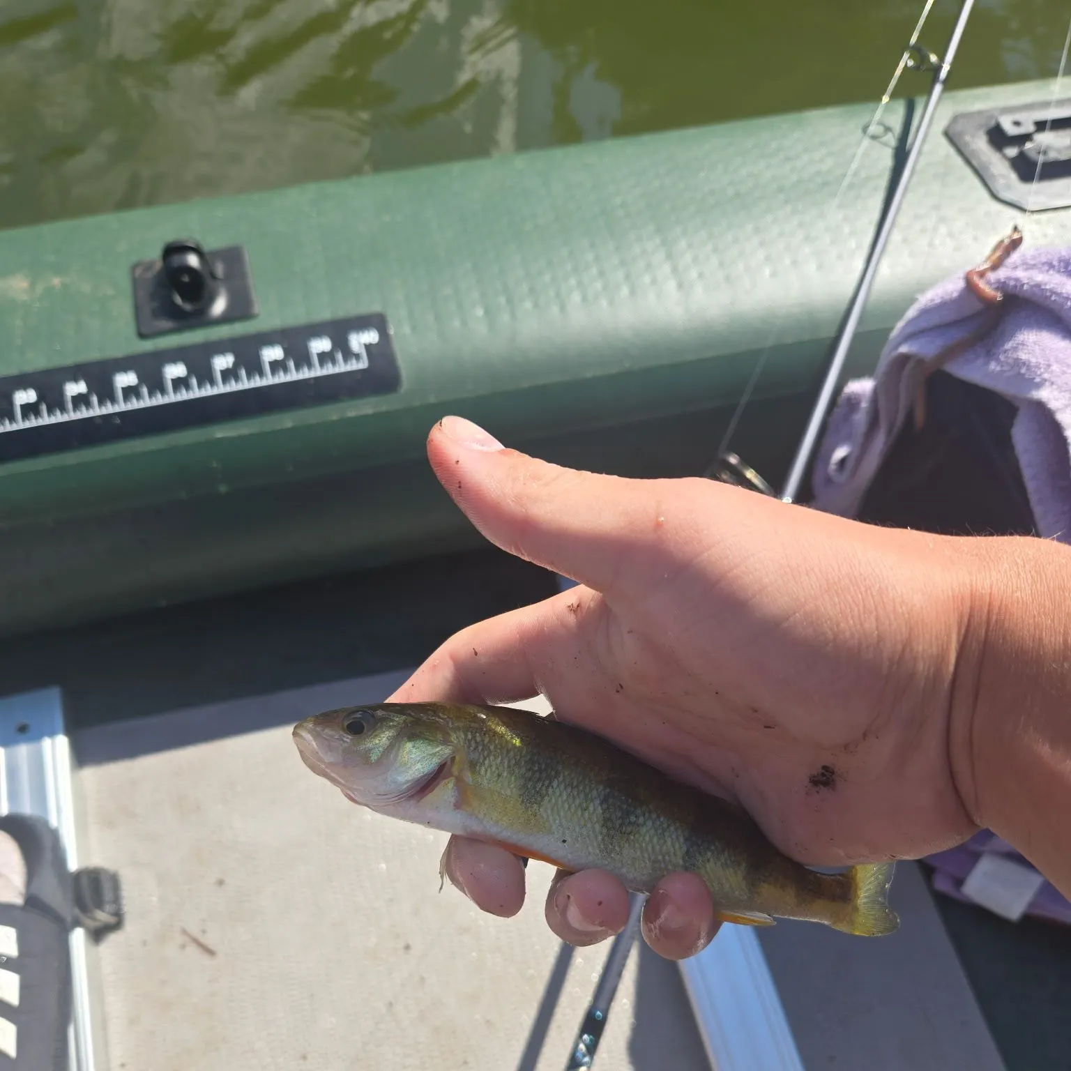 Yellow perch caught on Fishbrain