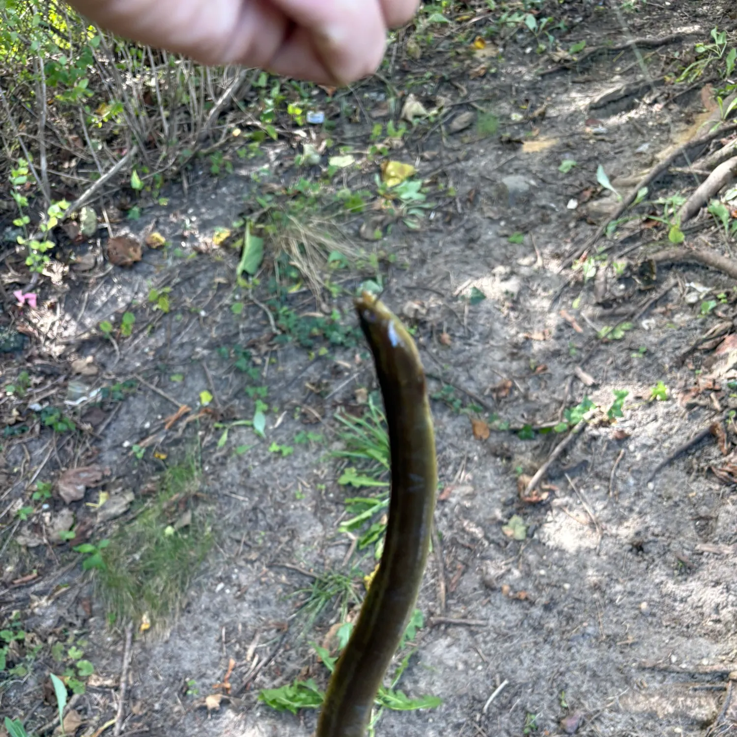 American eel caught on Fishbrain