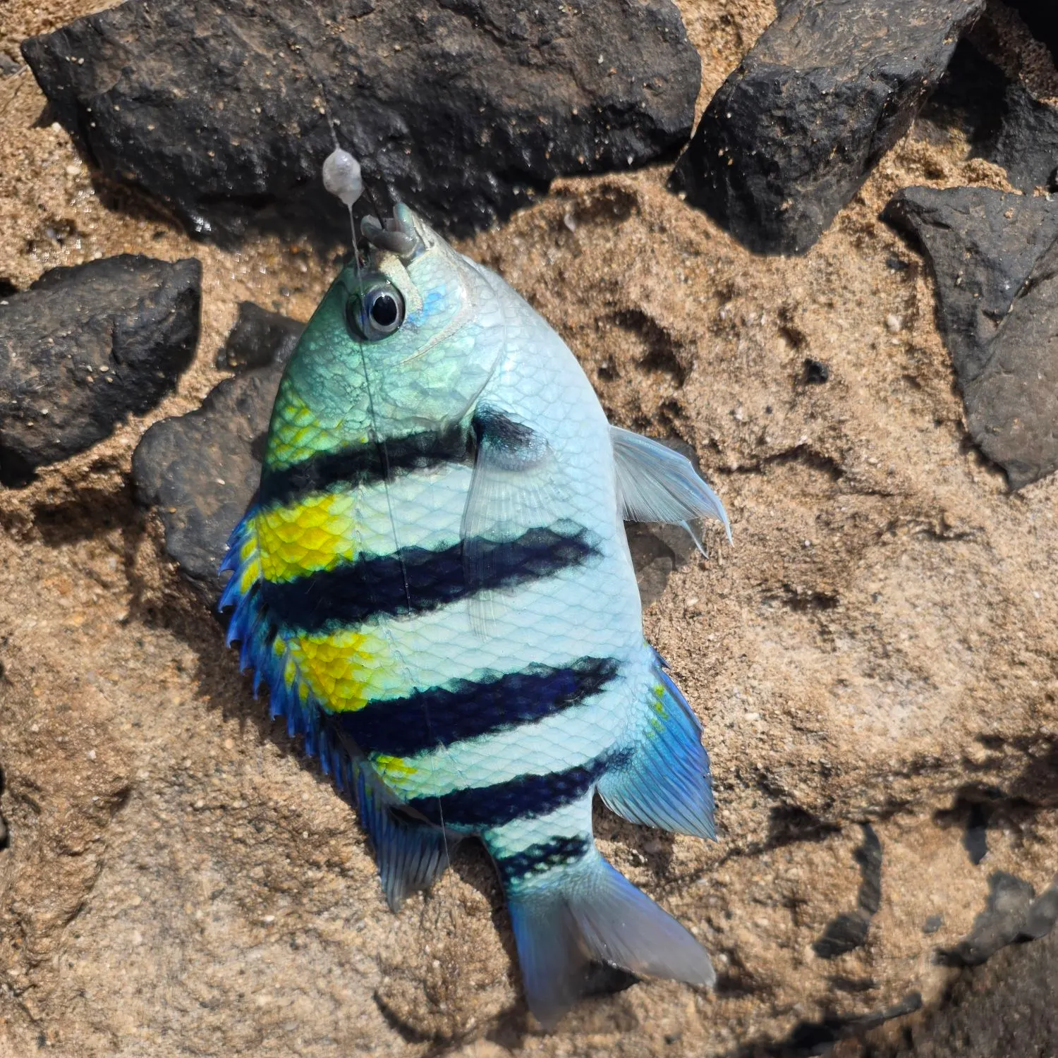 The most recent Hawaiian sergeant major catches on Fishbrain