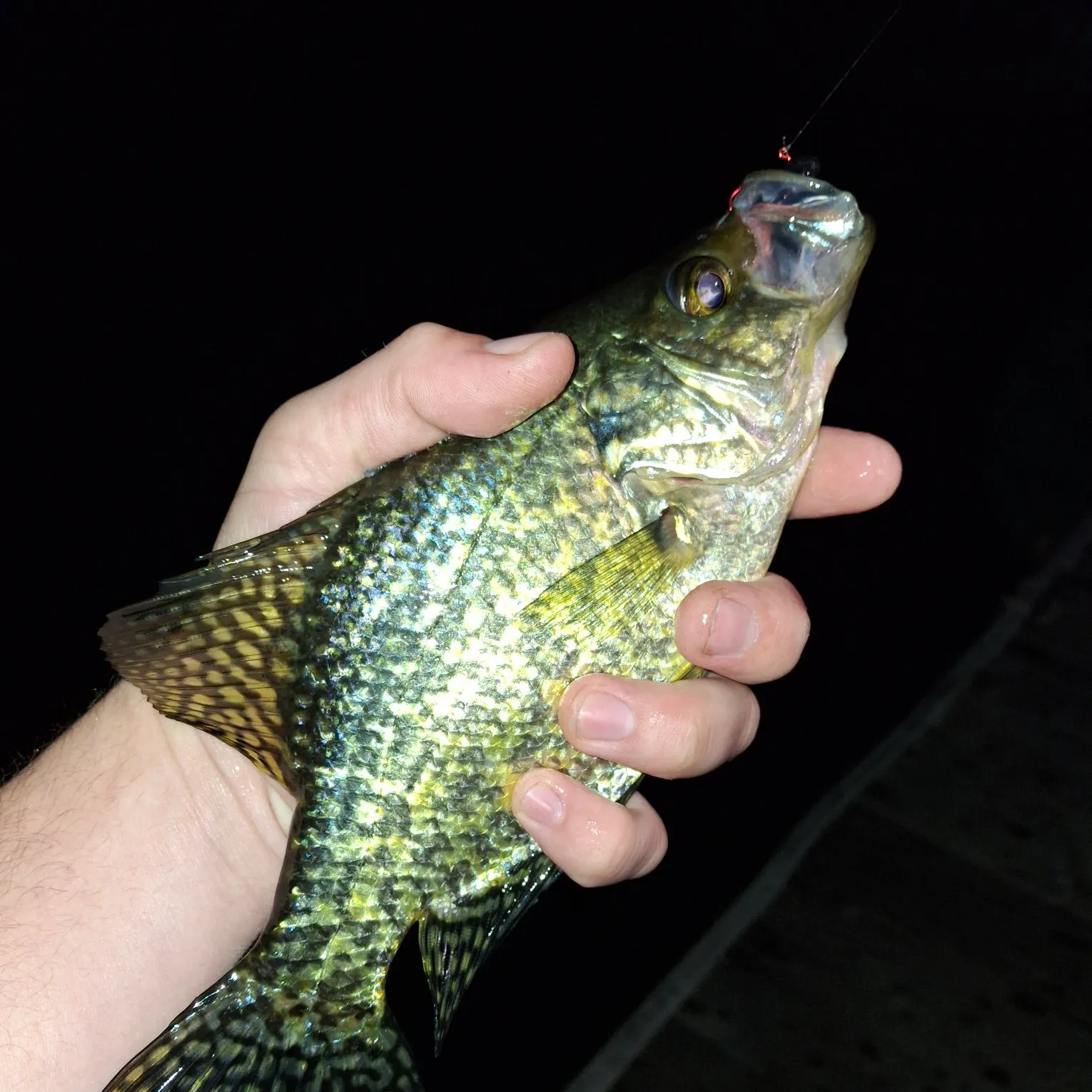 Black crappie caught on Fishbrain