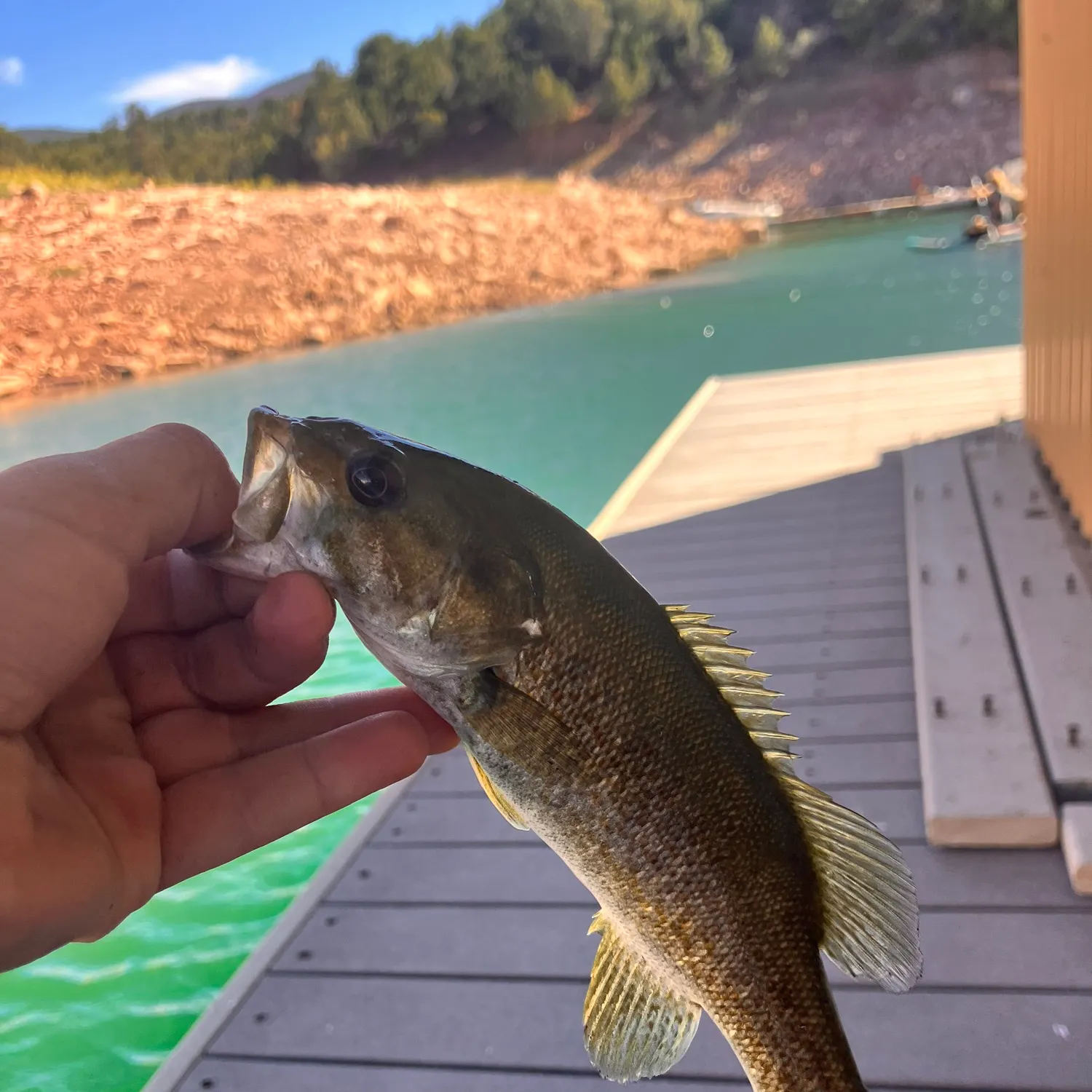Smallmouth bass caught on Fishbrain