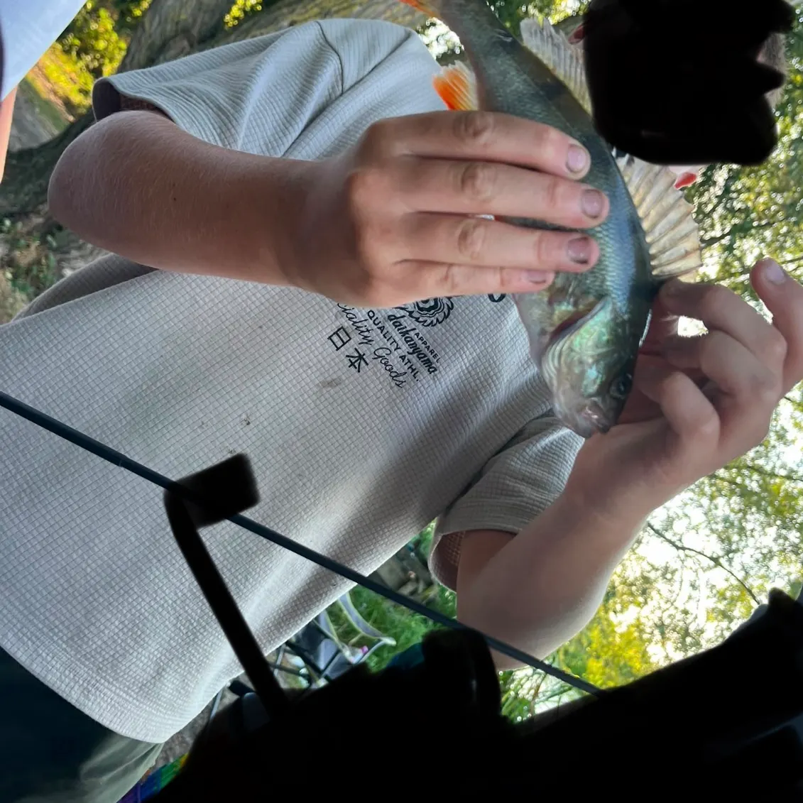 European perch caught on Fishbrain
