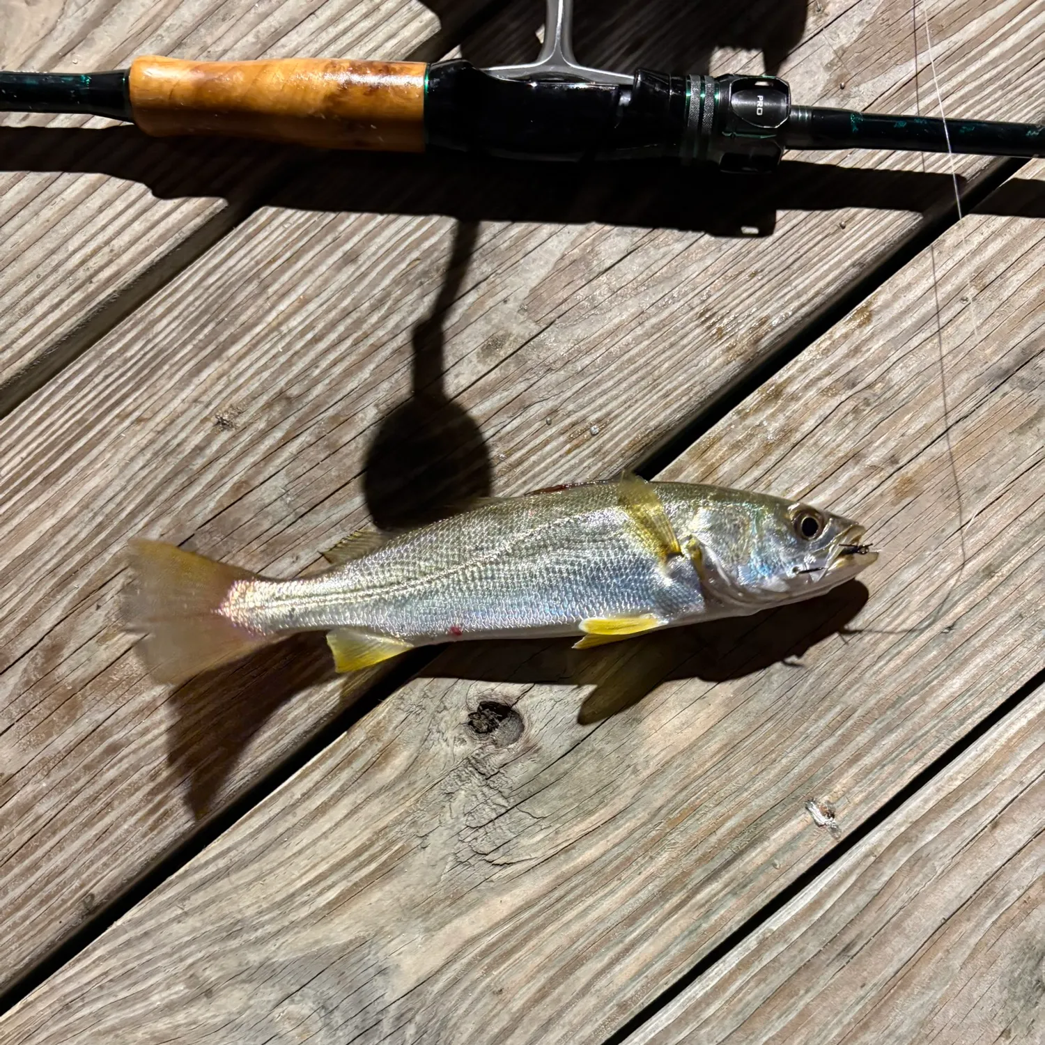 Sand seatrout caught on Fishbrain