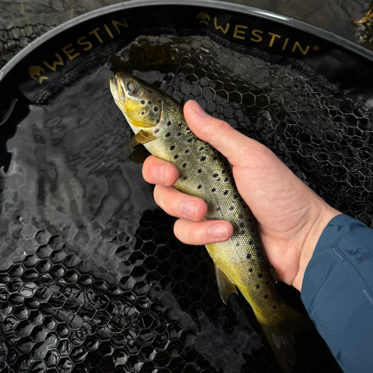 Brown trout caught on Fishbrain
