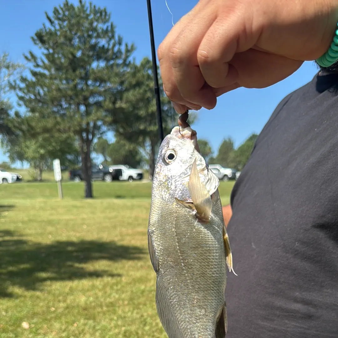 Freshwater drum caught on Fishbrain
