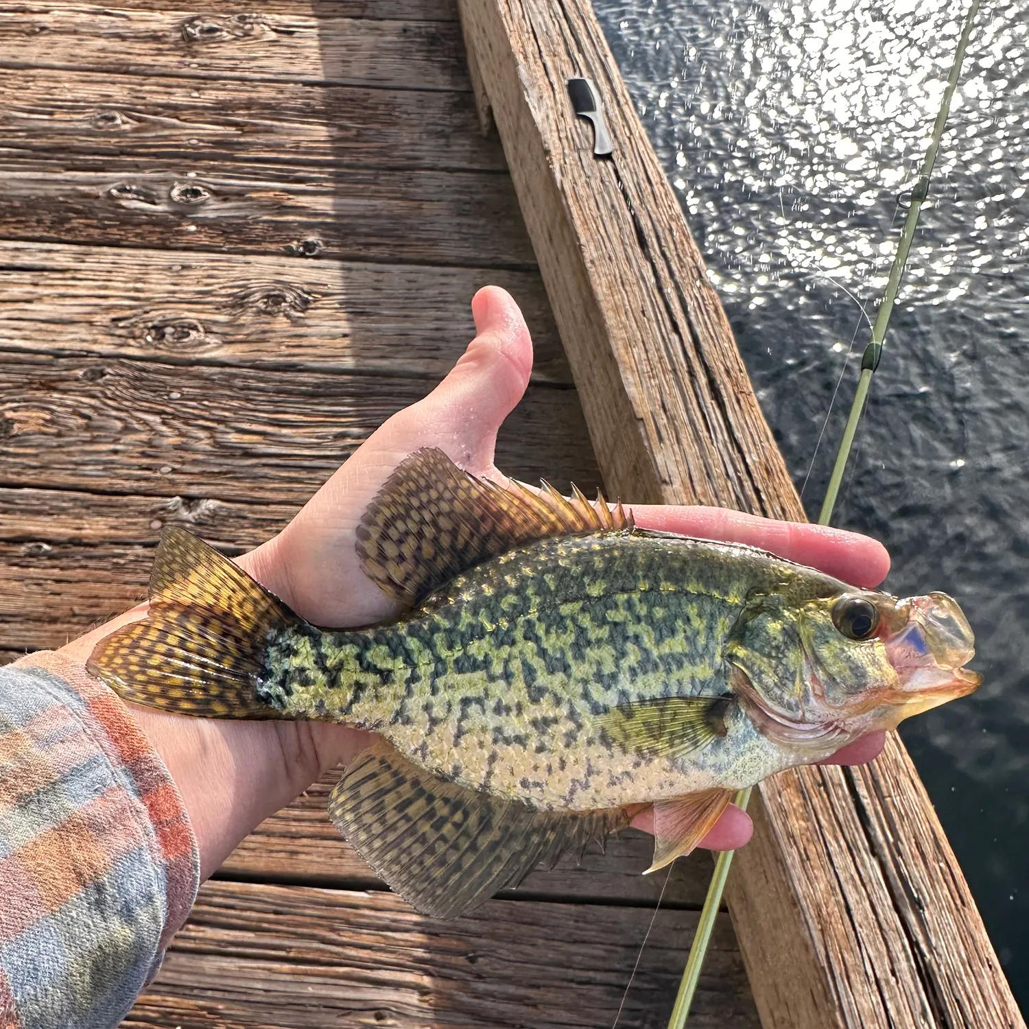 Black crappie caught on Fishbrain