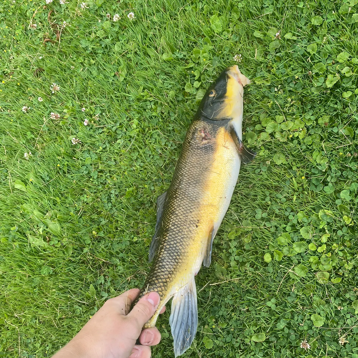 The most recent Largescale sucker catches on Fishbrain
