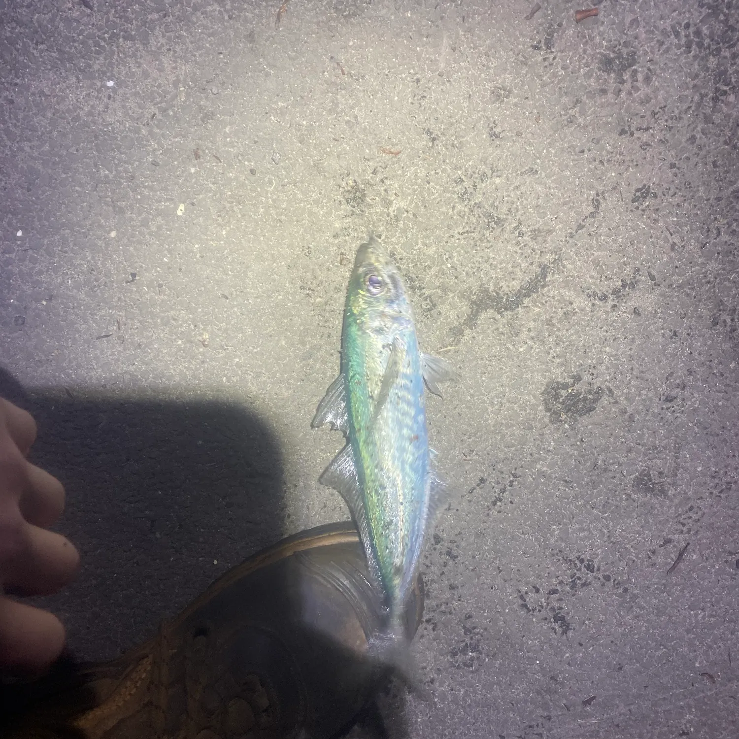 The most recent Yellowtail scad catches on Fishbrain