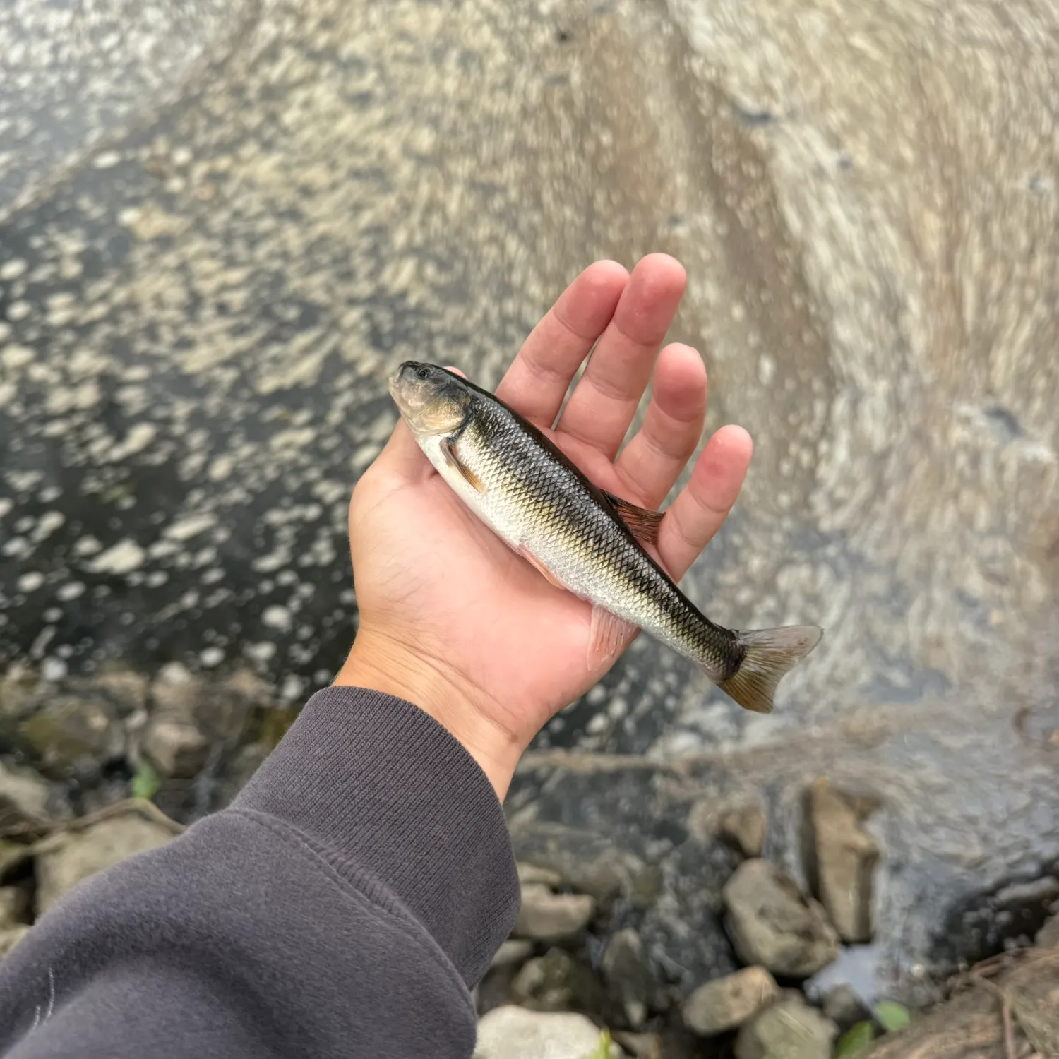 Creek chub caught on Fishbrain