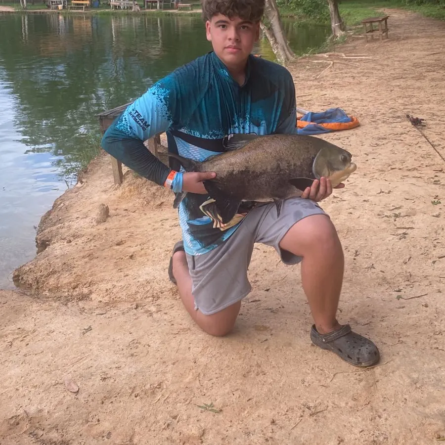 The most recent Black pacu catches on Fishbrain