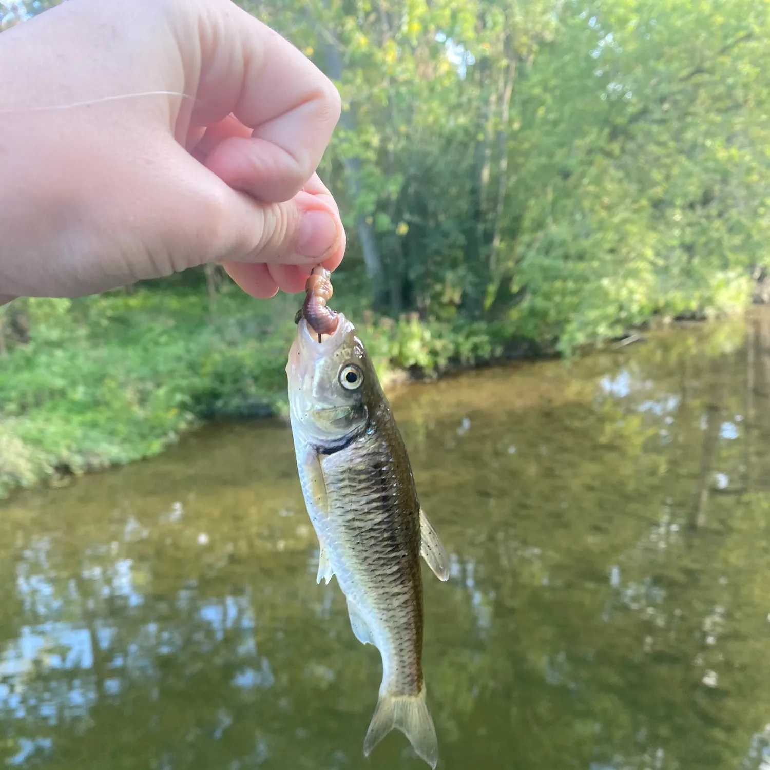 The most recent Striped shiner catches on Fishbrain