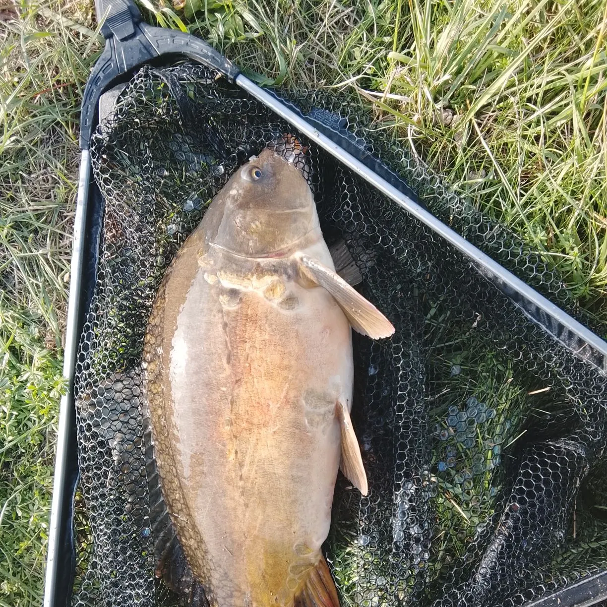 Leather carp caught on Fishbrain