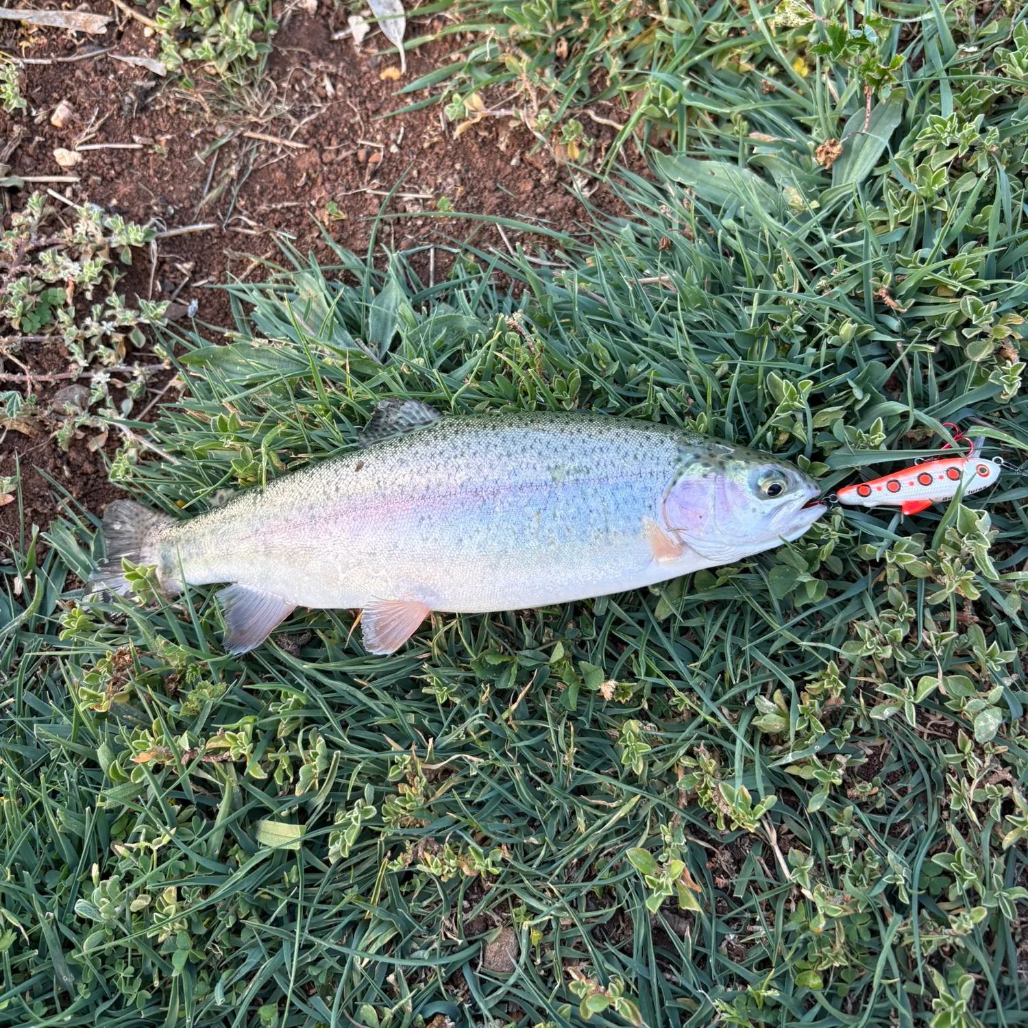 Rainbow trout caught on Fishbrain