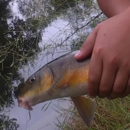 The most recent Sacramento sucker catches on Fishbrain