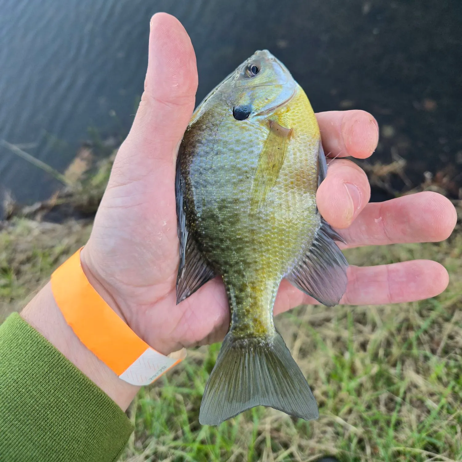 Bluegill caught on Fishbrain