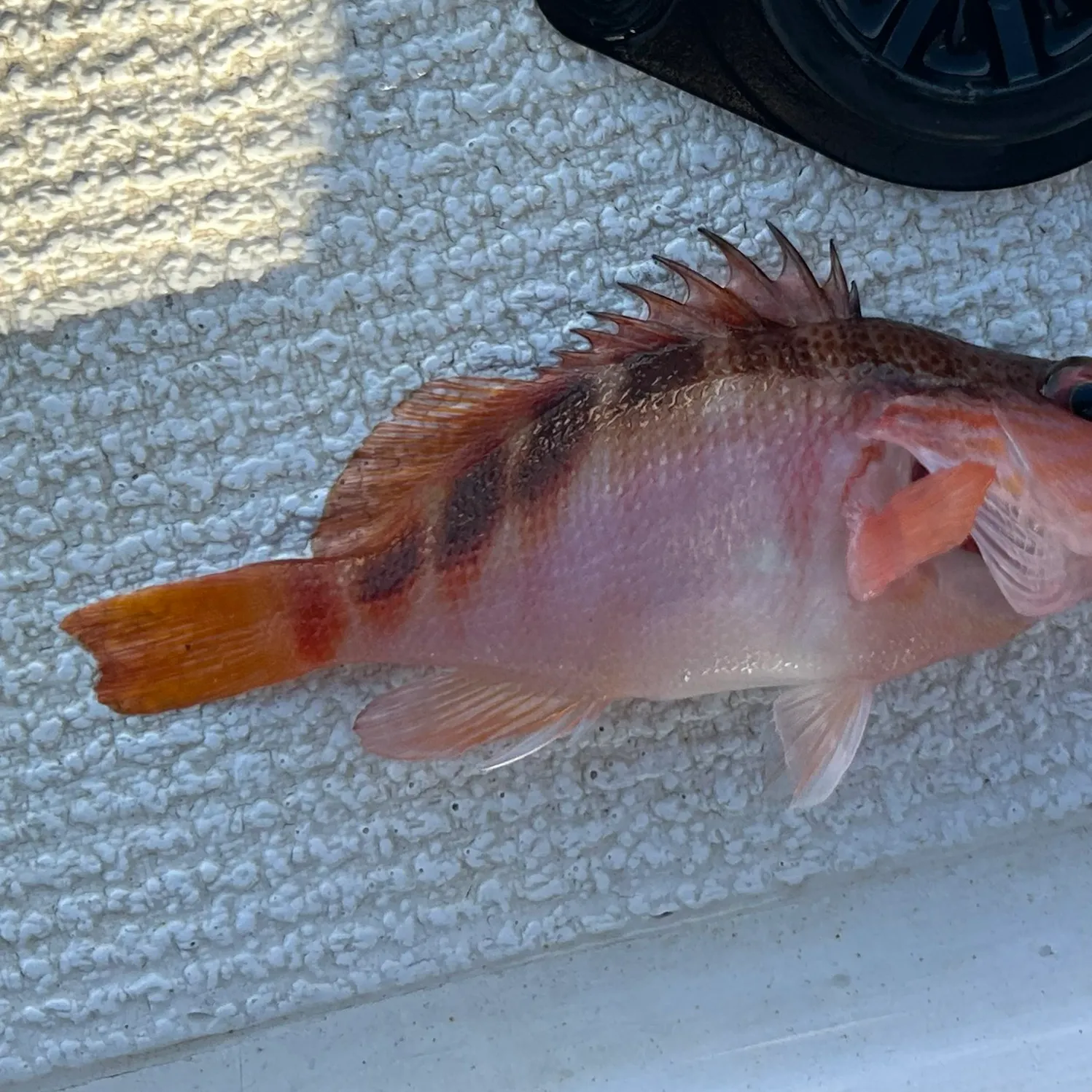The most recent Halfbanded seaperch catches on Fishbrain