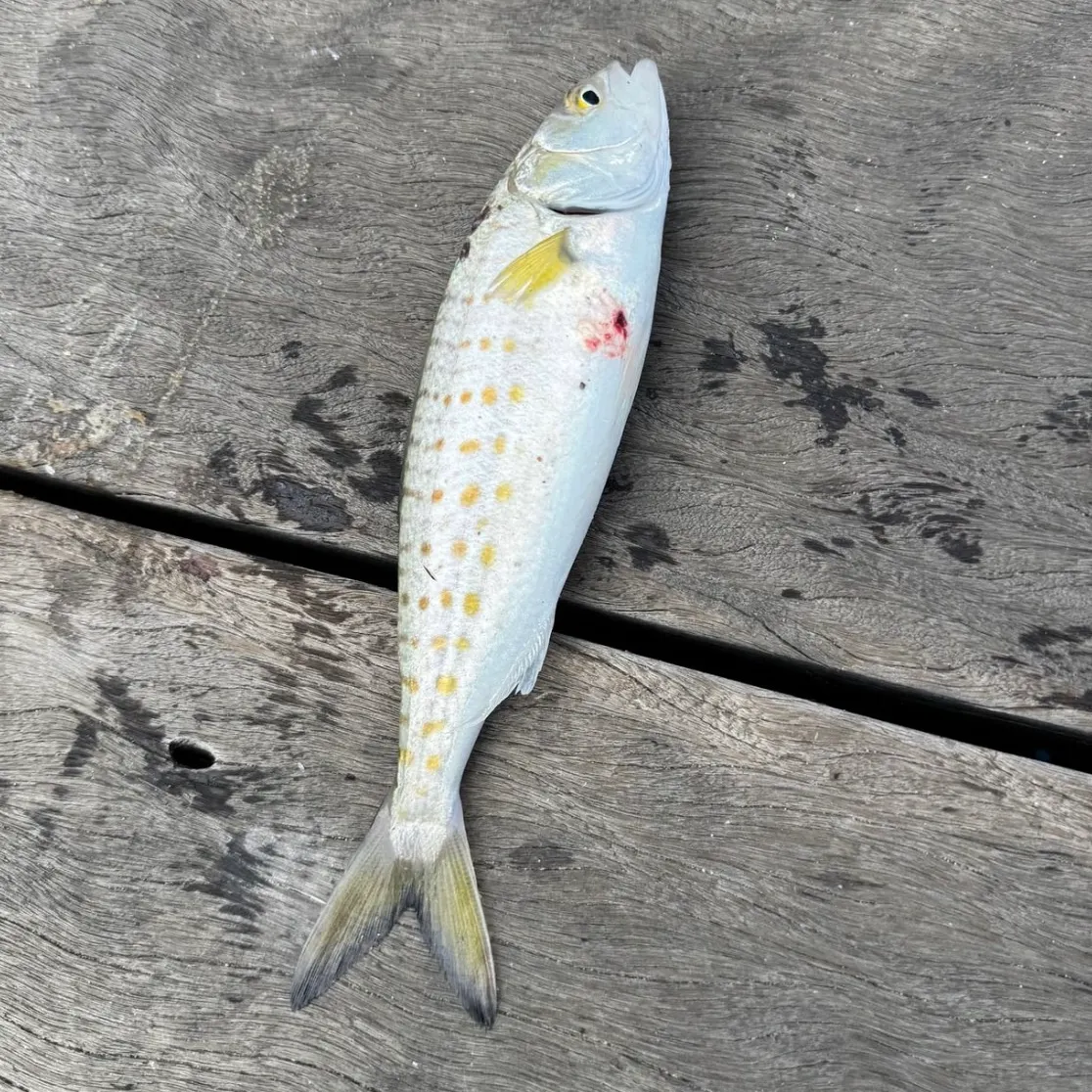 Eastern Australian salmon caught on Fishbrain