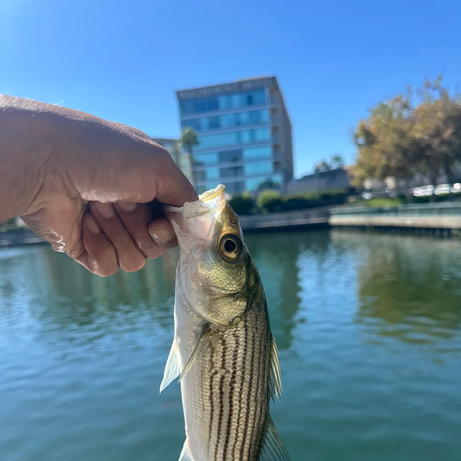 Striped bass caught on Fishbrain