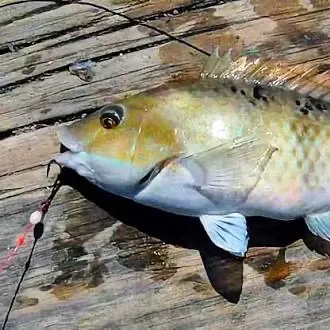 The most recent Spotty wrasse catches on Fishbrain