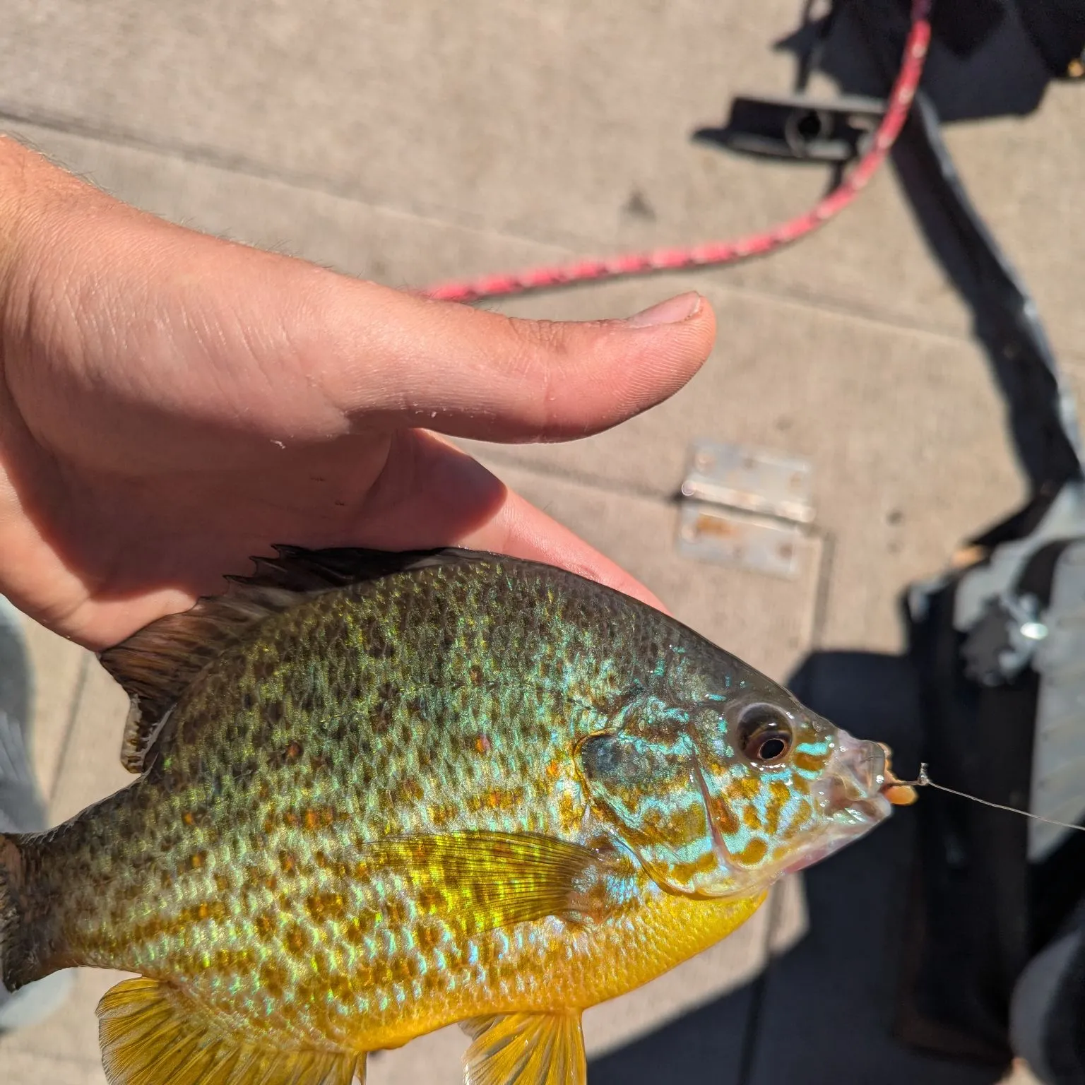 Pumpkinseed caught on Fishbrain