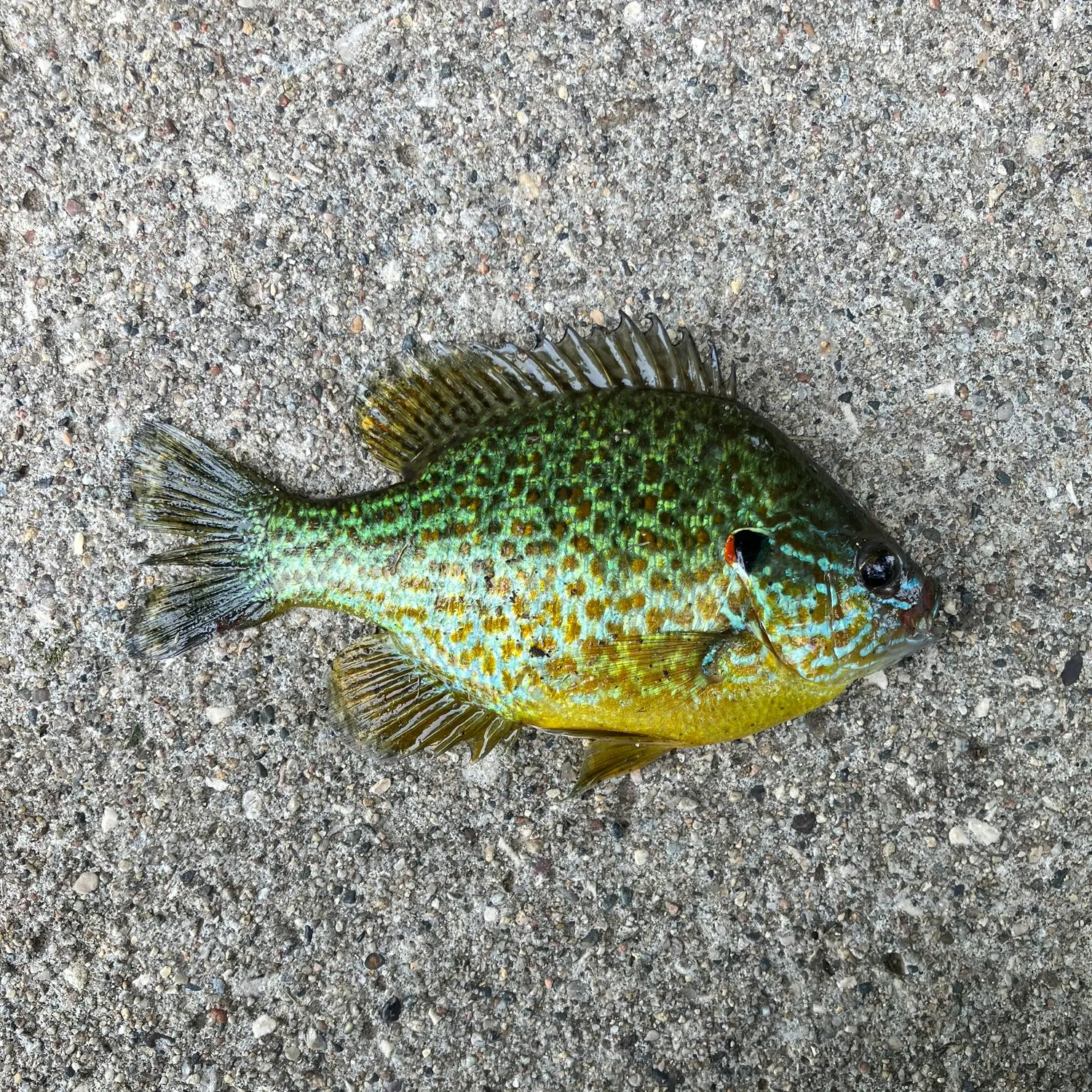 Pumpkinseed caught on Fishbrain