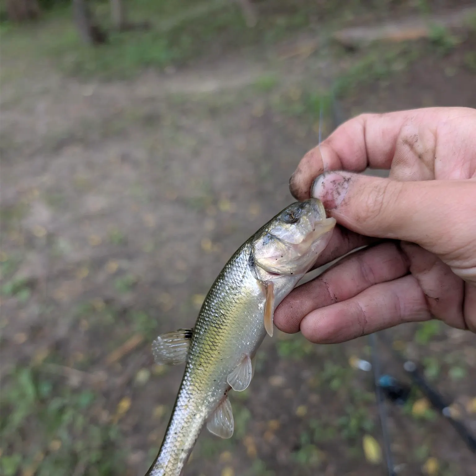 Creek chub caught on Fishbrain