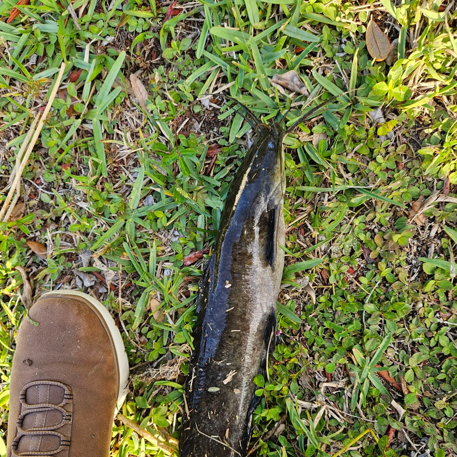 The most recent Walking catfish catches on Fishbrain