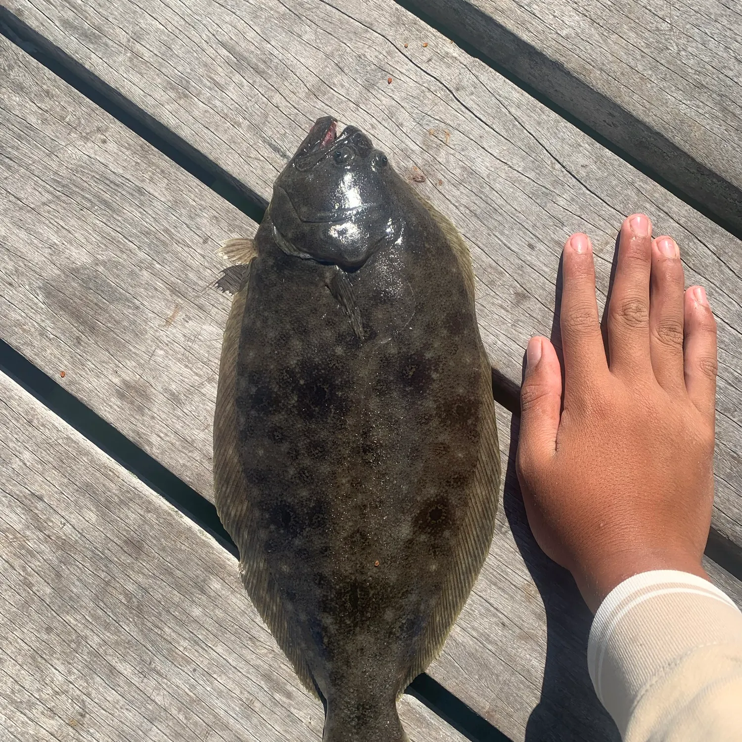 The most recent Summer flounder catches on Fishbrain