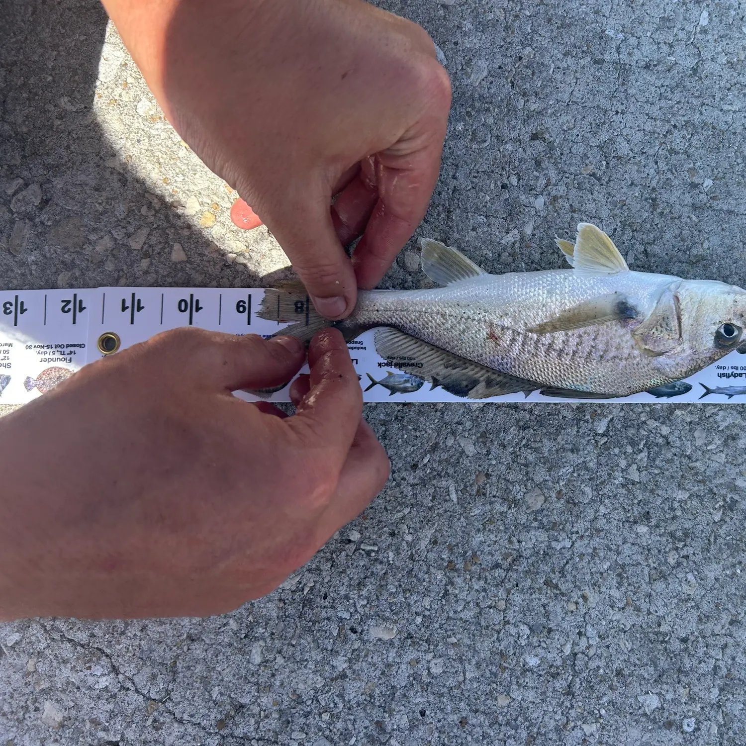 recently logged catches