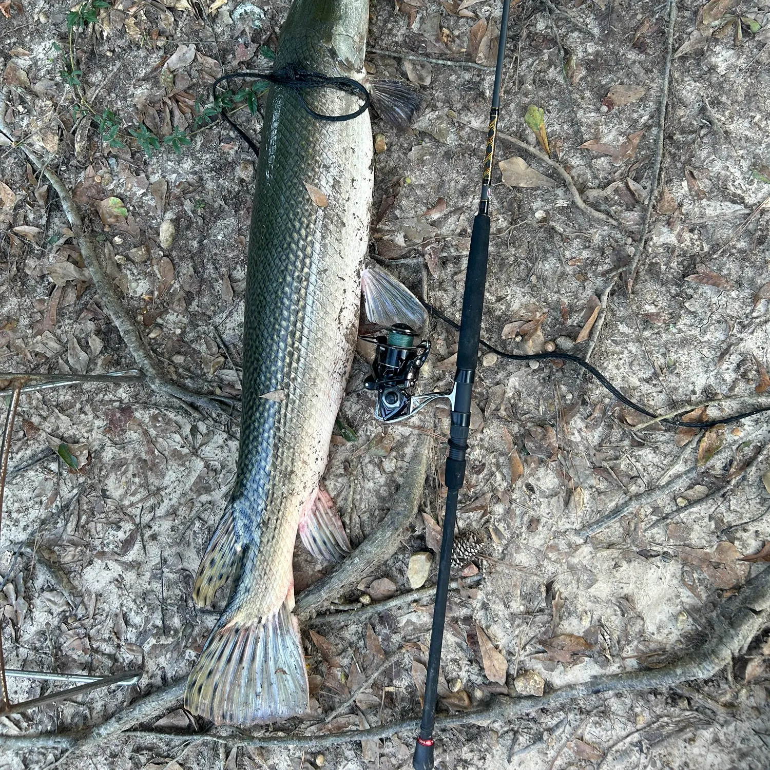 Alligator gar caught on Fishbrain