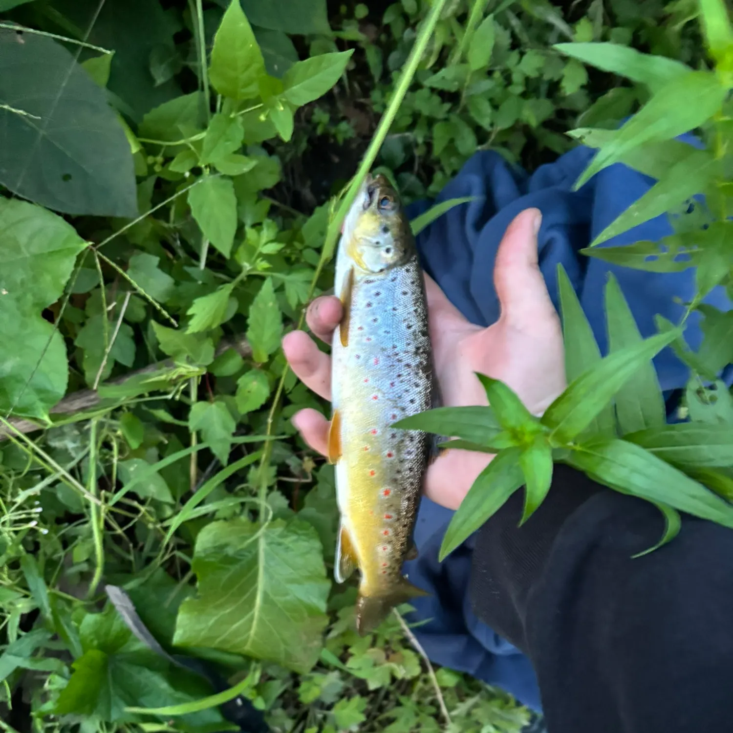 Brown trout caught on Fishbrain