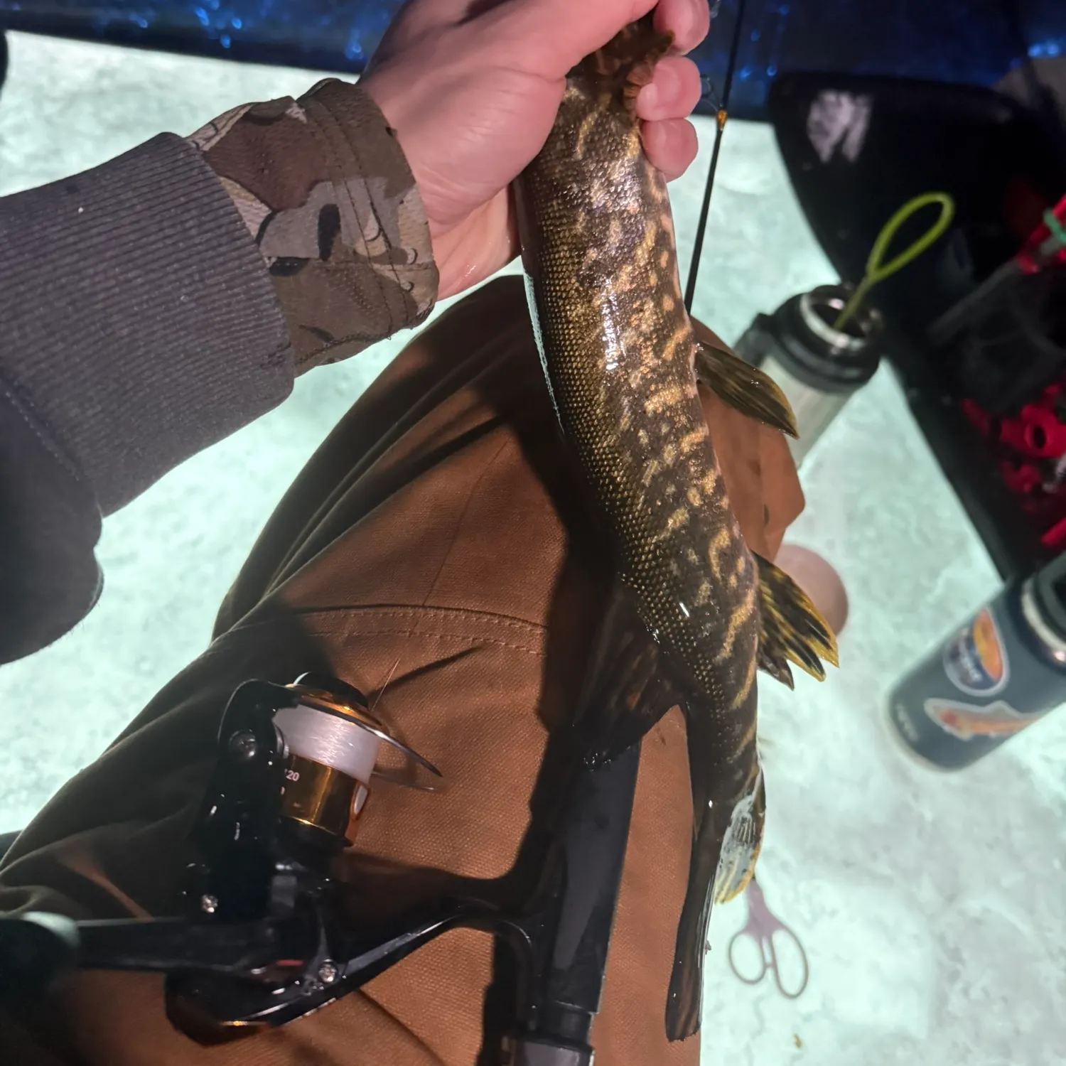 recently logged catches