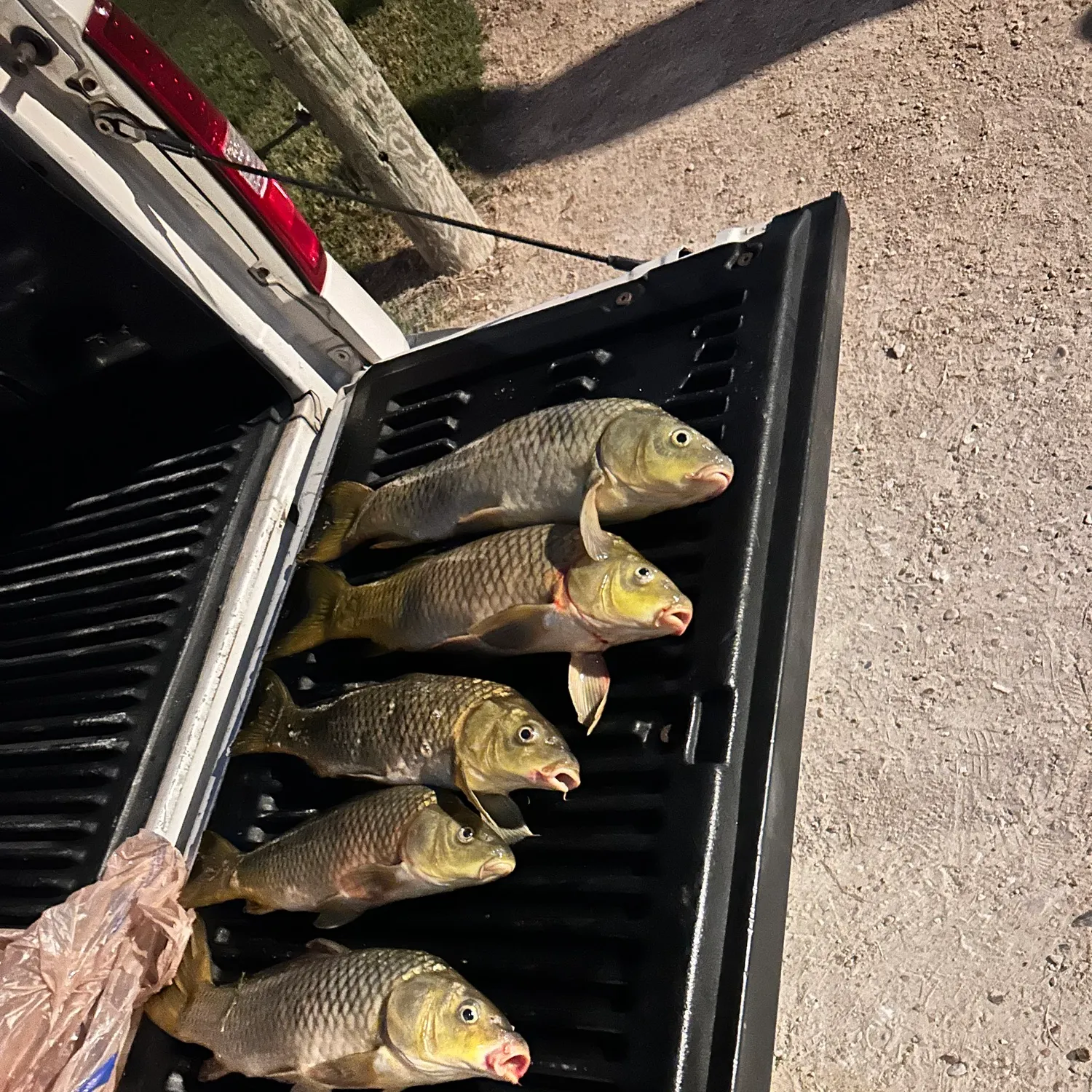 Common carp caught on Fishbrain