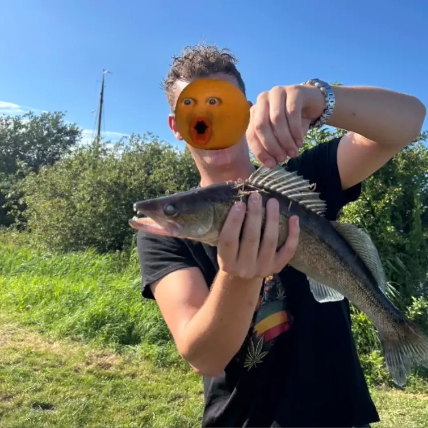 Zander caught on Fishbrain