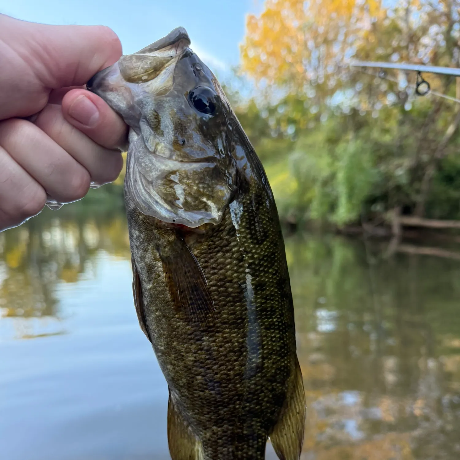 Smallmouth bass caught on Fishbrain