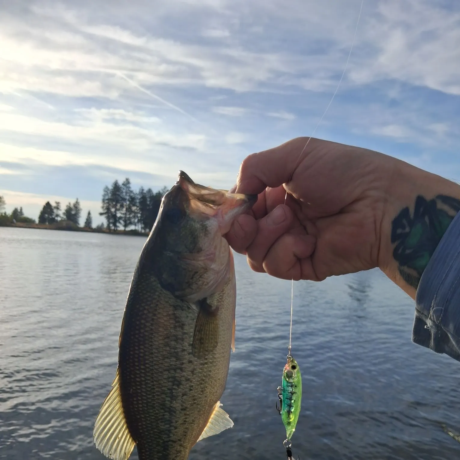 Largemouth bass caught on Fishbrain