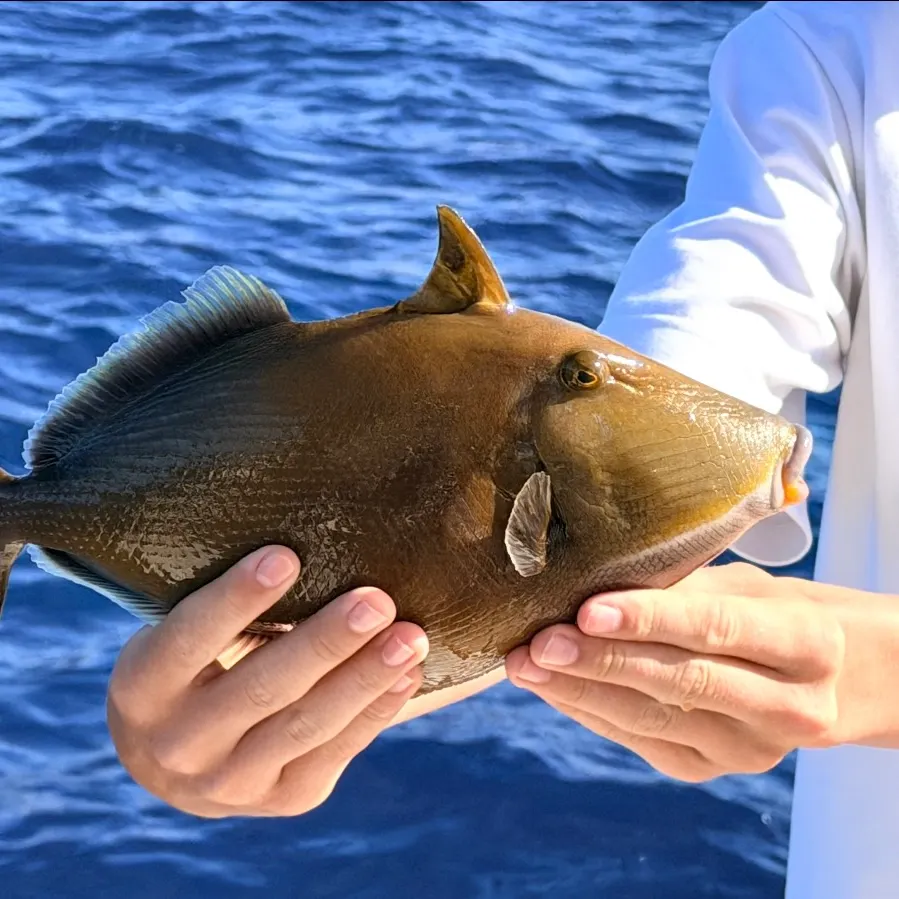 The most recent Wedge-tail triggerfish catches on Fishbrain