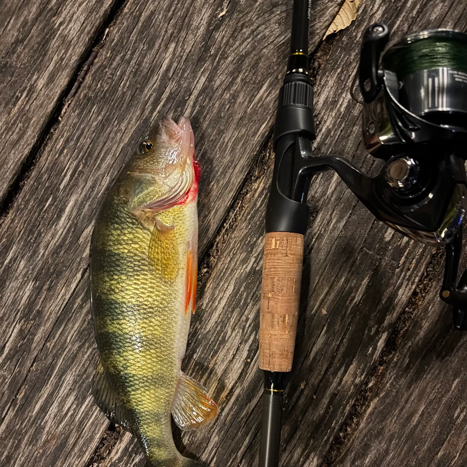 Yellow perch caught on Fishbrain