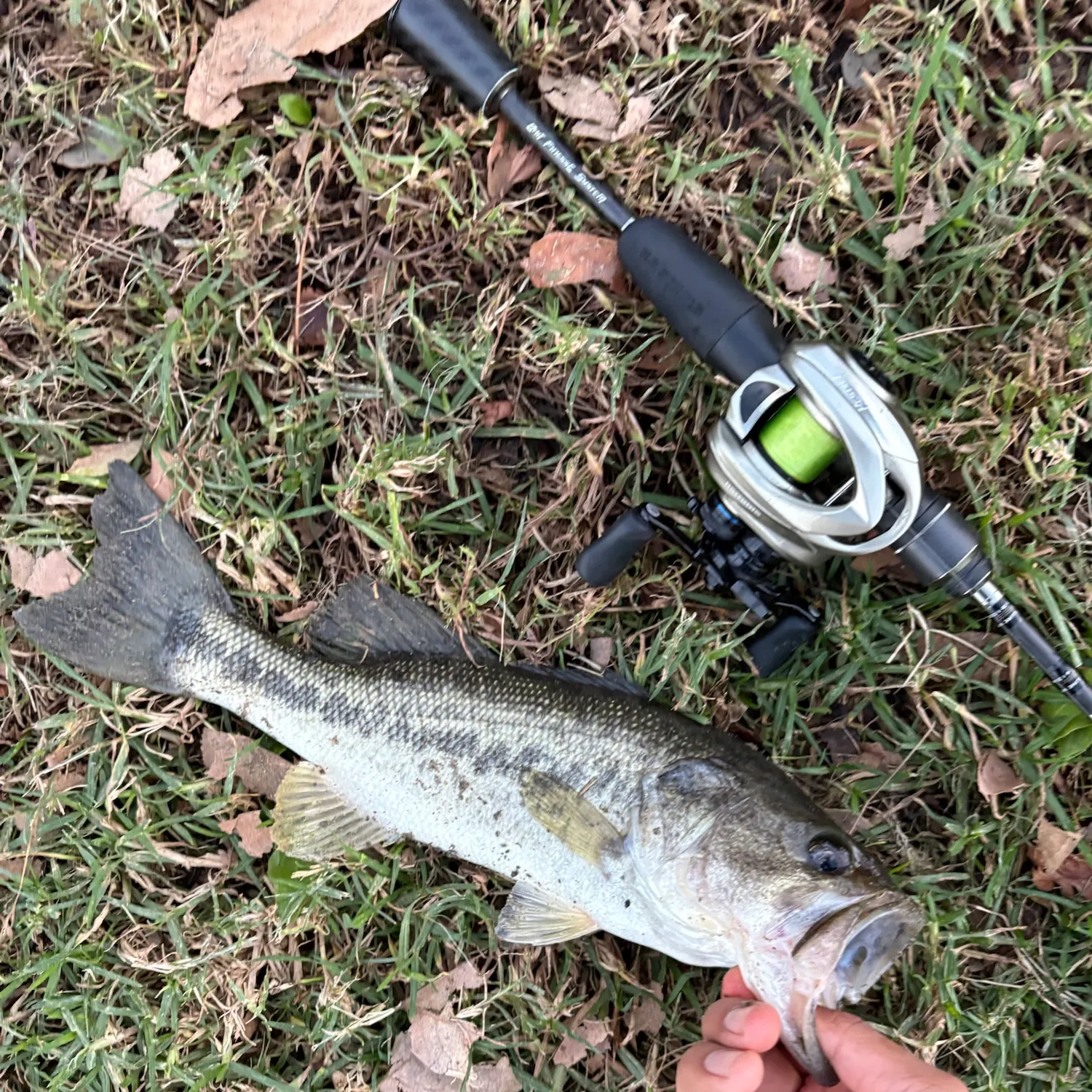 Largemouth bass caught on Fishbrain