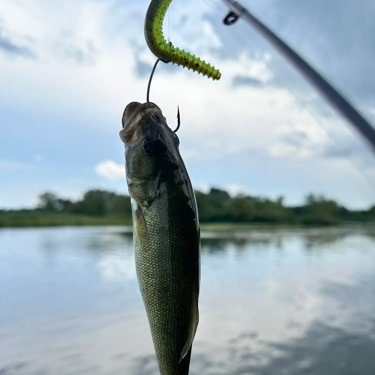 Smallmouth bass caught on Fishbrain