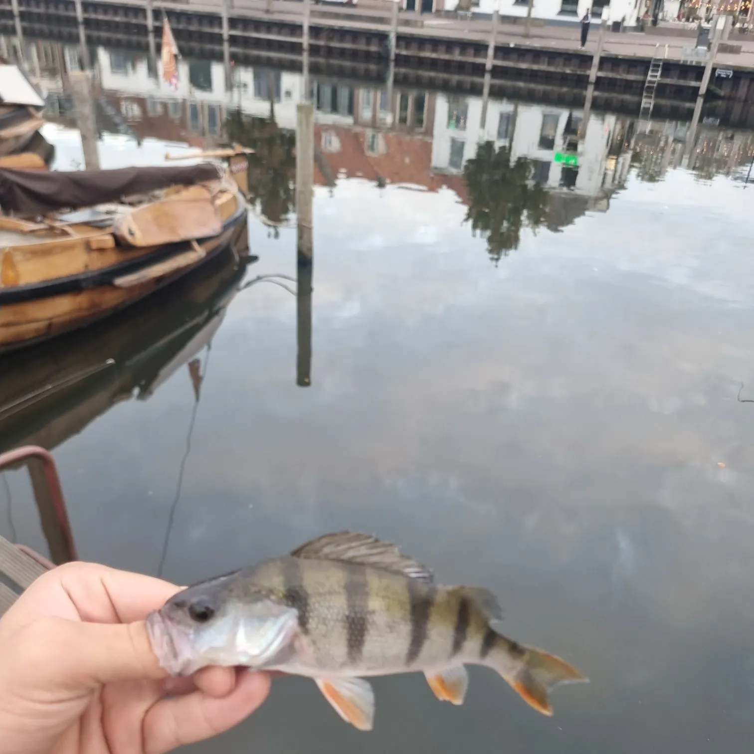 Zander caught on Fishbrain