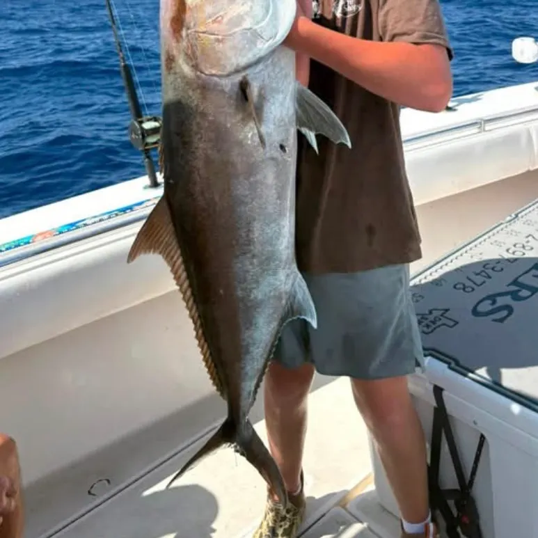 Greater amberjack caught on Fishbrain