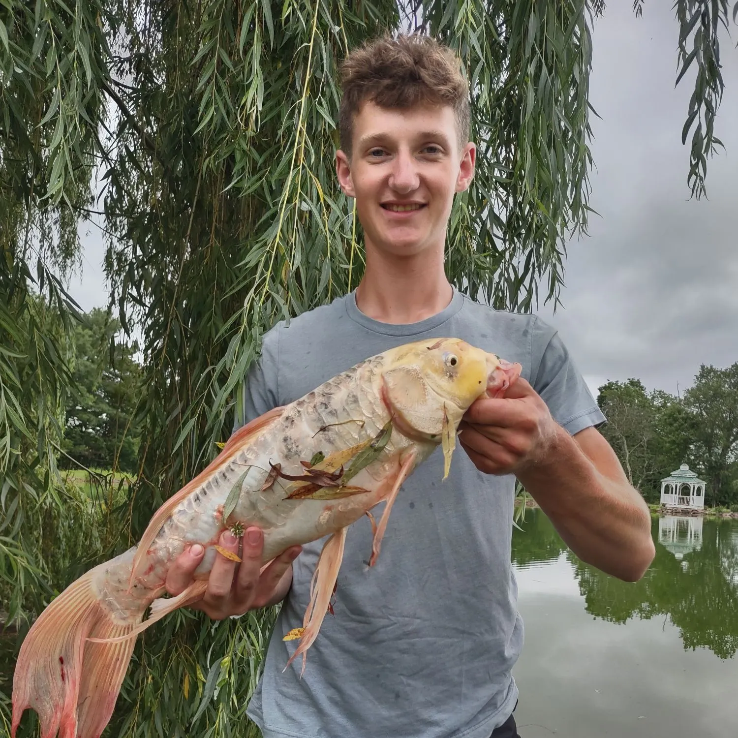 The most recent Koi carp catches on Fishbrain