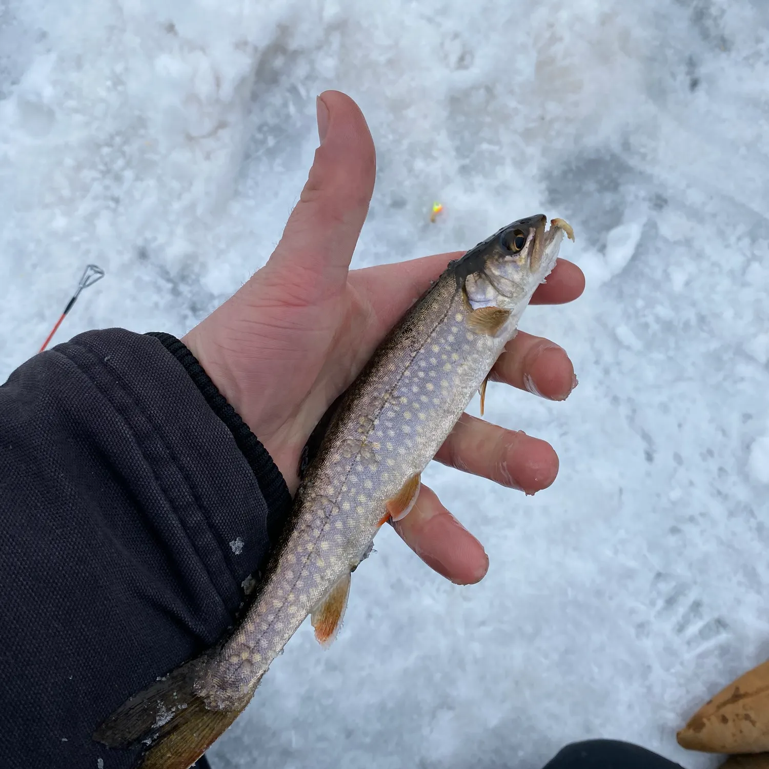 The most recent Splake catches on Fishbrain