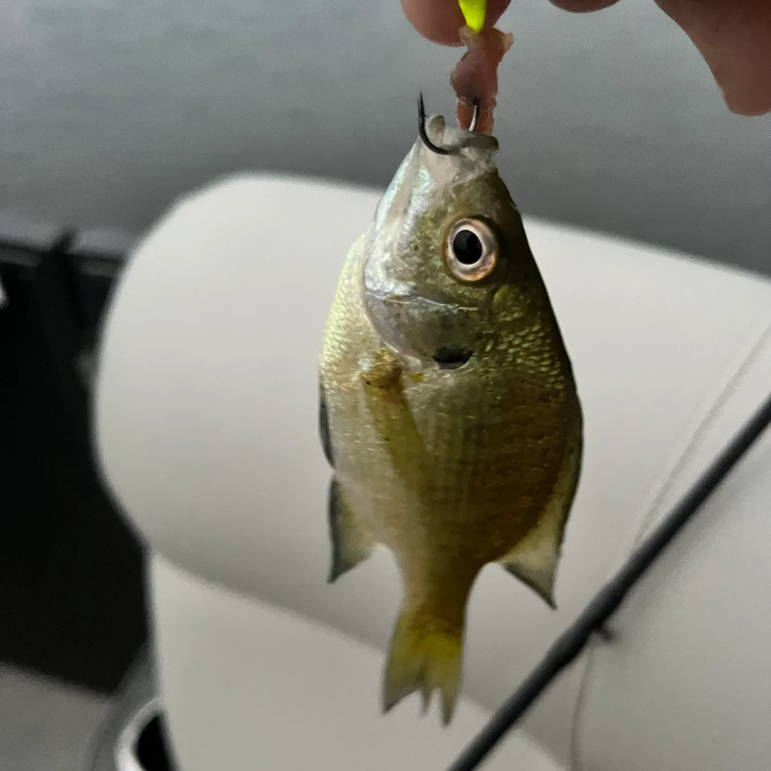 Bluegill caught on Fishbrain