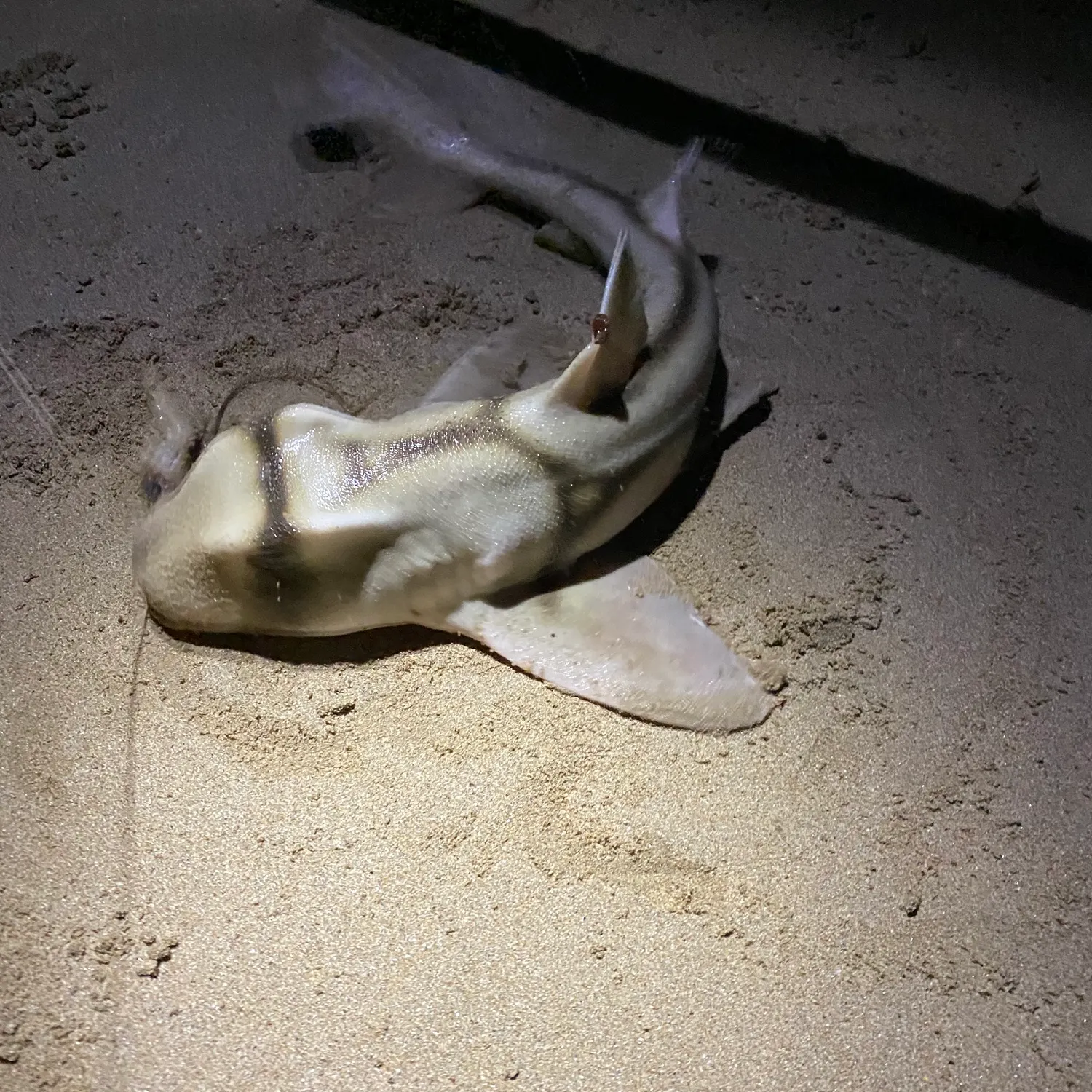 The most recent Port Jackson shark catches on Fishbrain