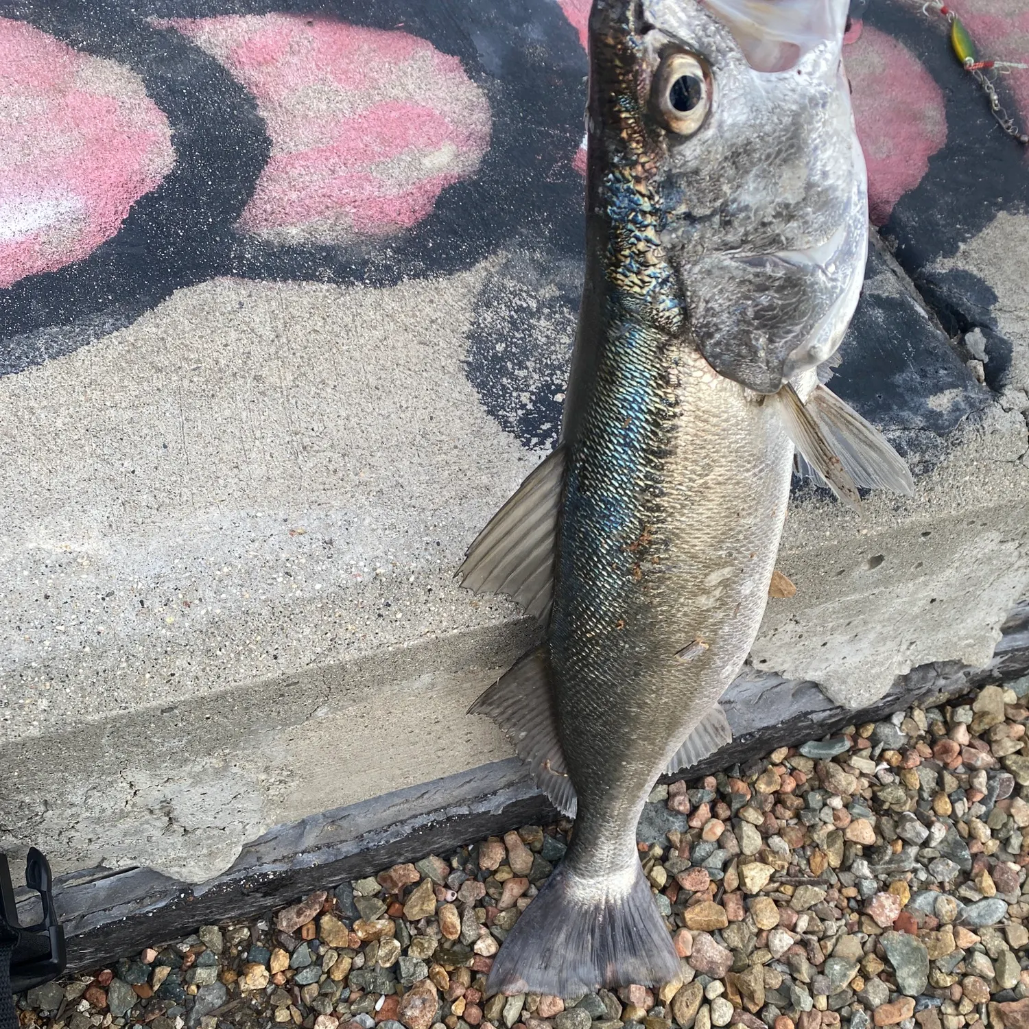 The most recent Shortfin corvina catches on Fishbrain