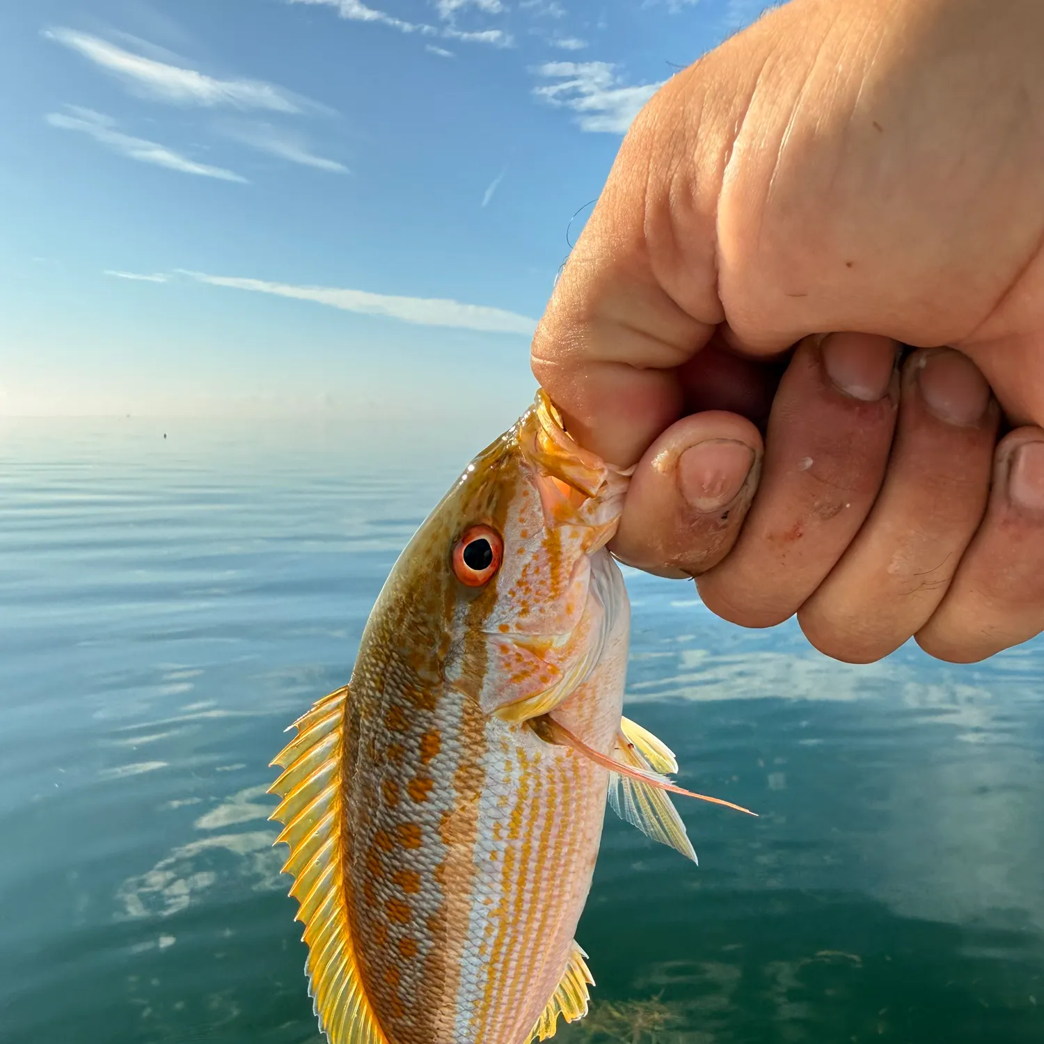 The most recent Yellowtail snapper catches on Fishbrain