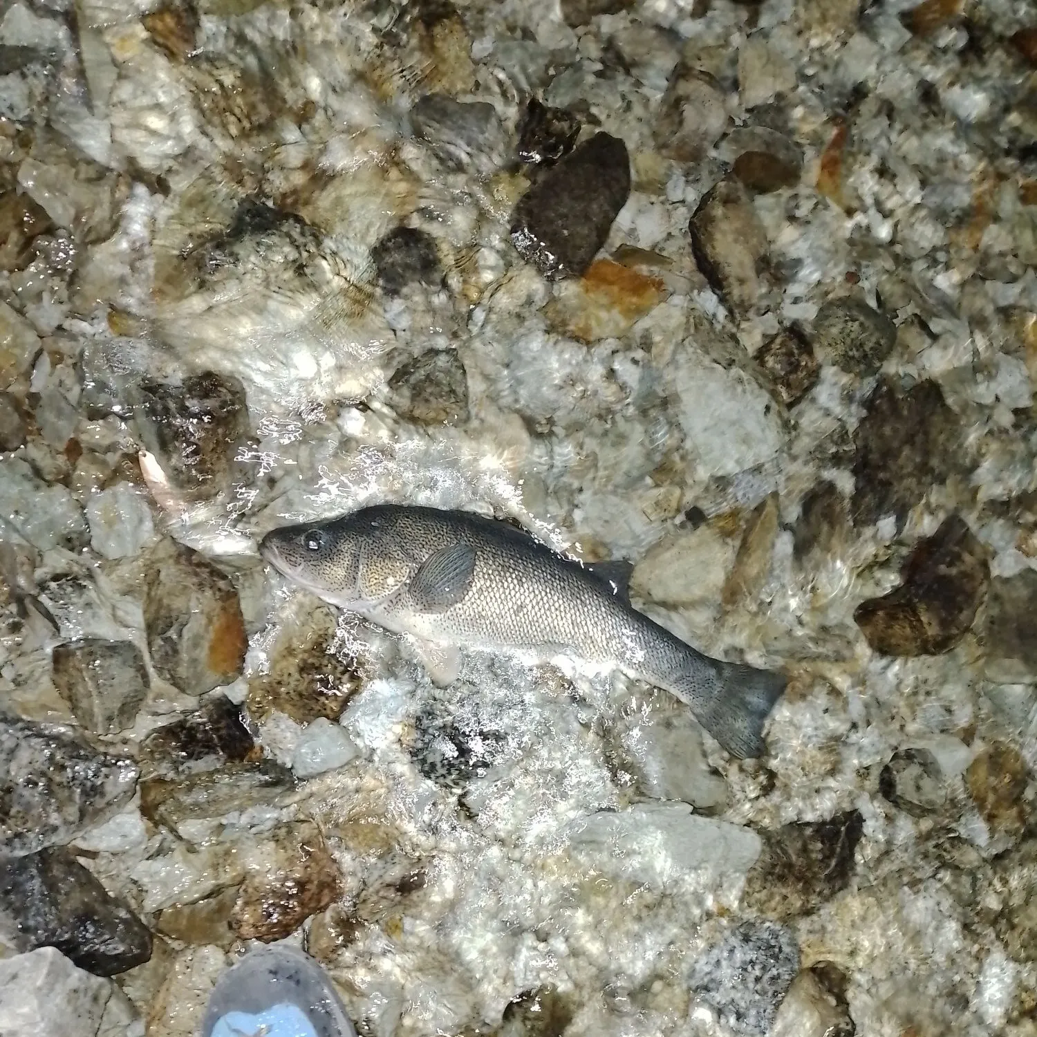 The most recent Creole perch catches on Fishbrain